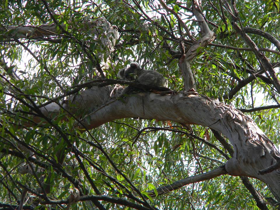 koala in ambiente naturale a Noosa queensland Australia